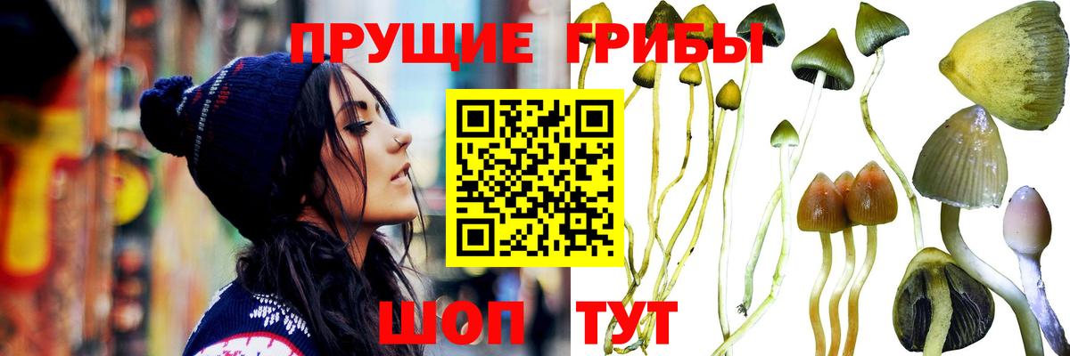 Псилоцибиновые грибы ЛСД Михайловск